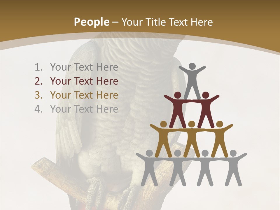 Closeup Attentive Avian PowerPoint Template