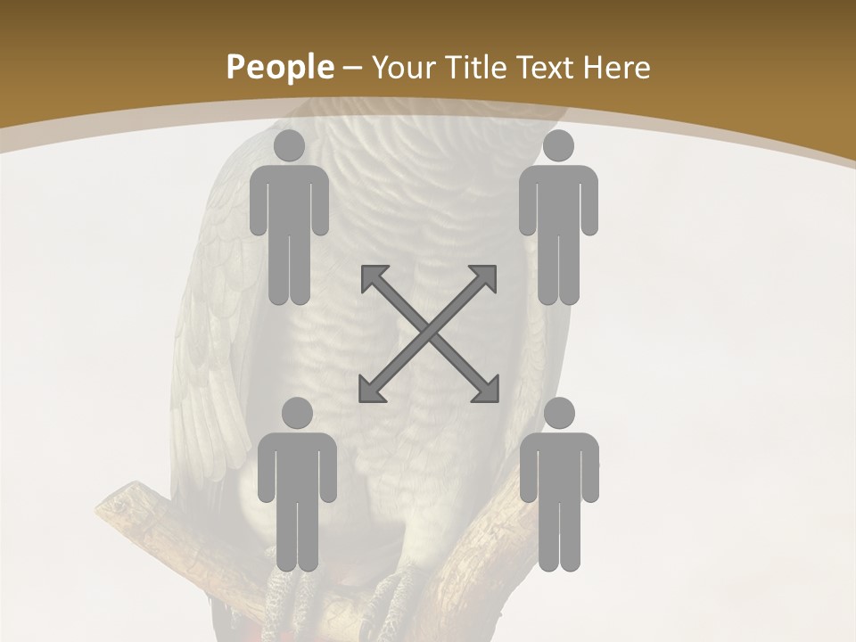 Closeup Attentive Avian PowerPoint Template