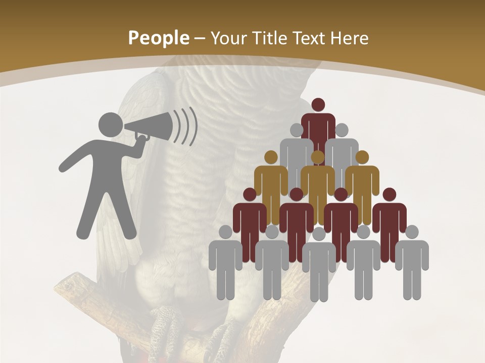 Closeup Attentive Avian PowerPoint Template