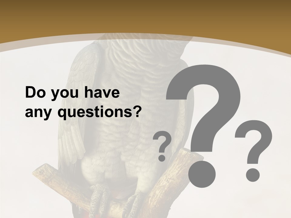 Closeup Attentive Avian PowerPoint Template