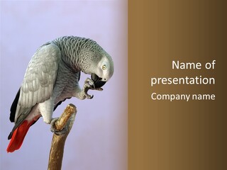 Fluff Mimic Nature PowerPoint Template