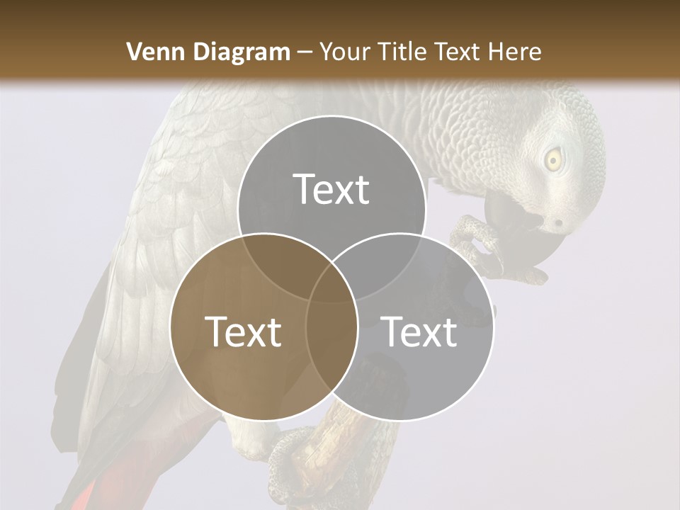 Fluff Mimic Nature PowerPoint Template