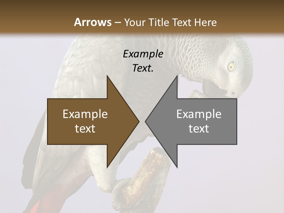 Fluff Mimic Nature PowerPoint Template
