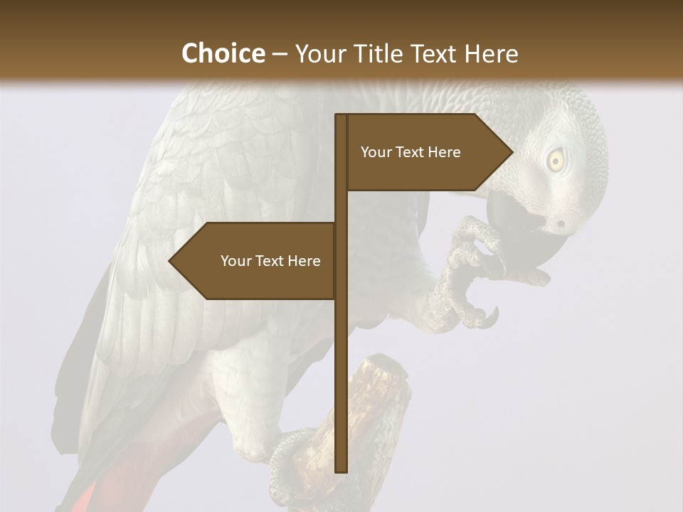 Fluff Mimic Nature PowerPoint Template