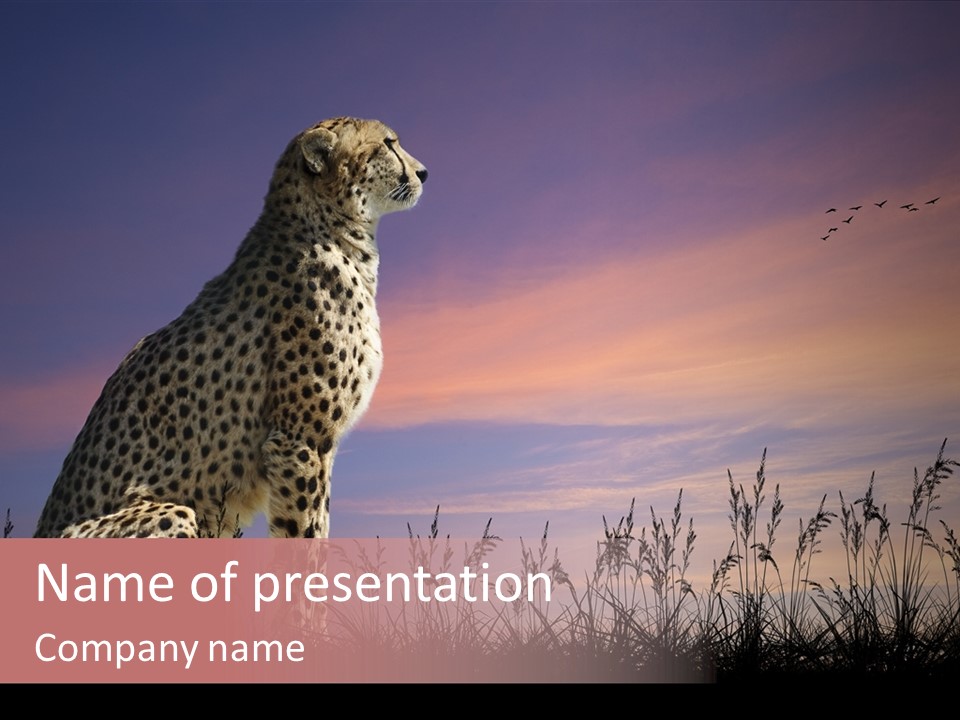 Safari Ears Cheetah PowerPoint Template