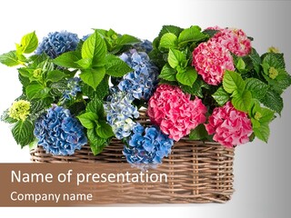 Bloom Nature Hydrangea PowerPoint Template