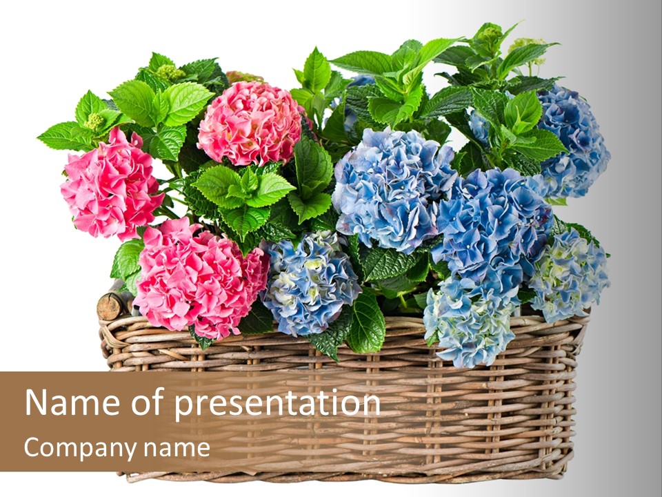 Pink Bloom Decoration PowerPoint Template