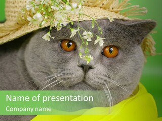 Domestic Short Hair British PowerPoint Template