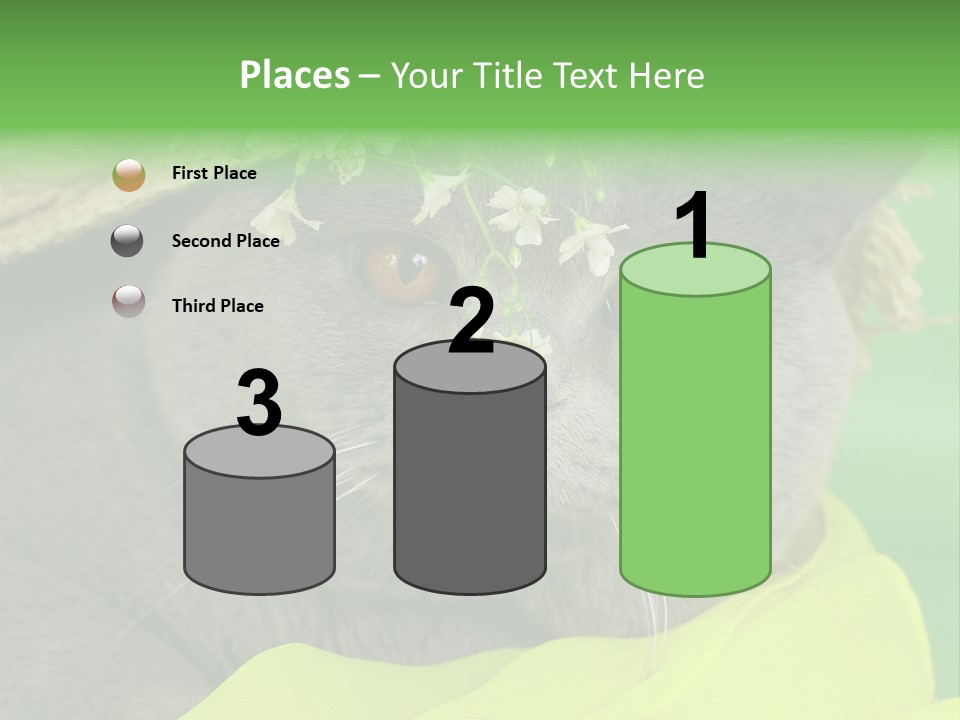 Domestic Short Hair British PowerPoint Template