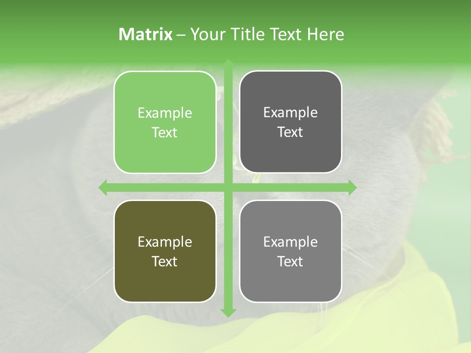 Domestic Short Hair British PowerPoint Template