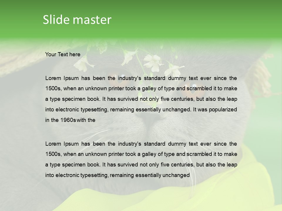 Domestic Short Hair British PowerPoint Template