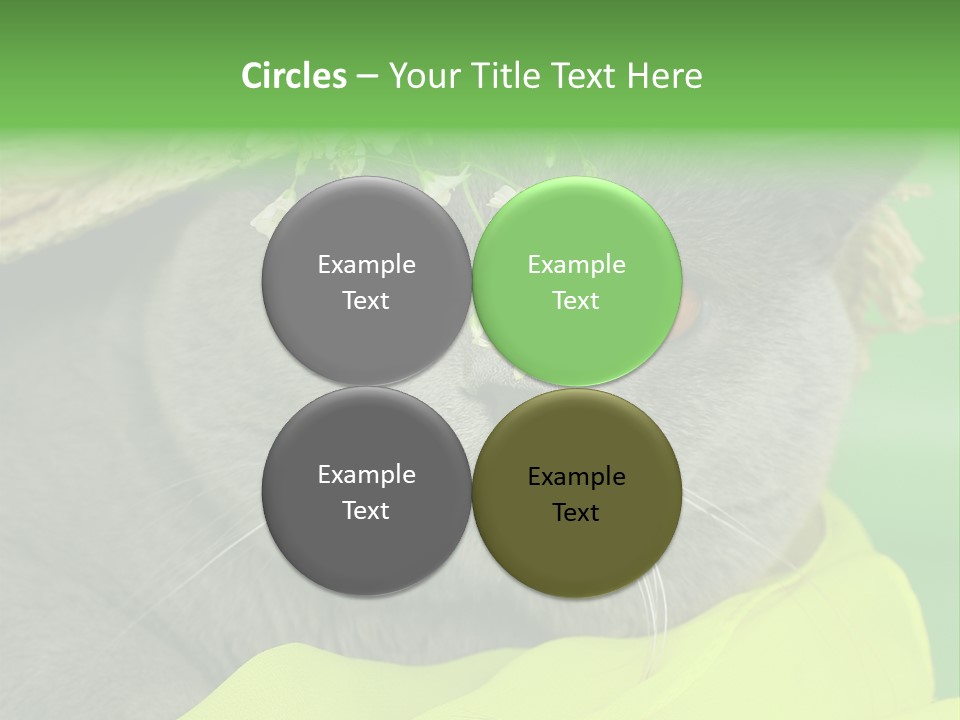 Domestic Short Hair British PowerPoint Template