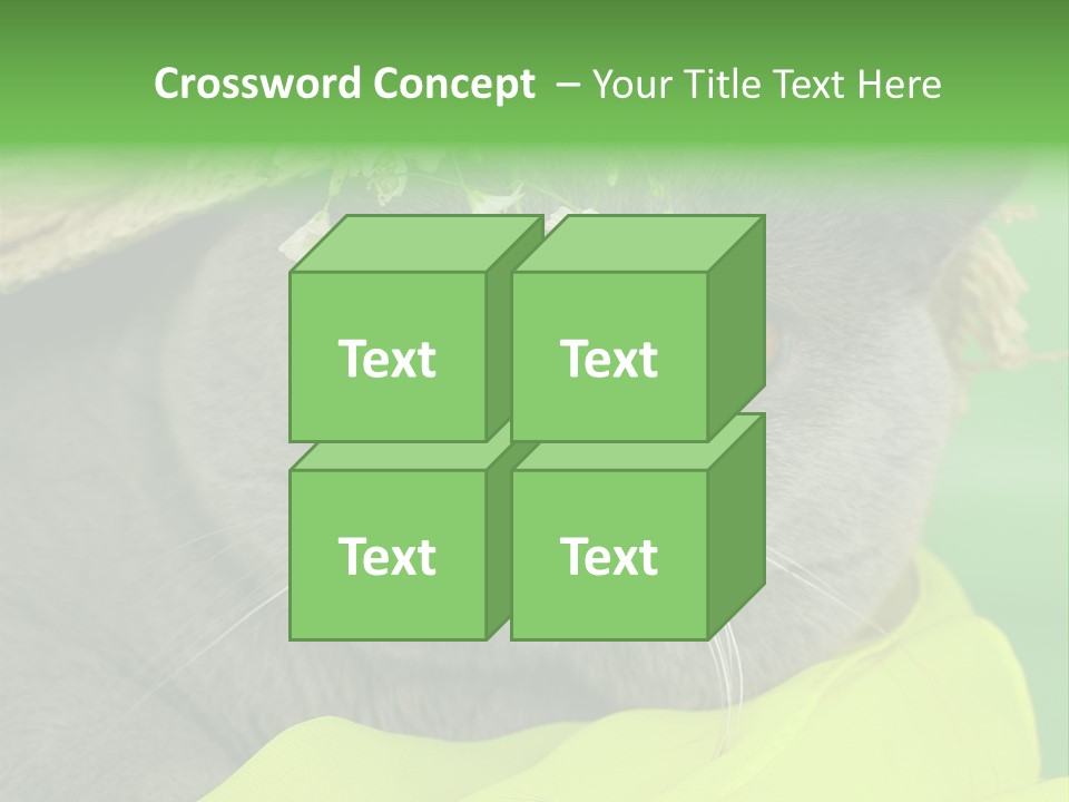 Domestic Short Hair British PowerPoint Template