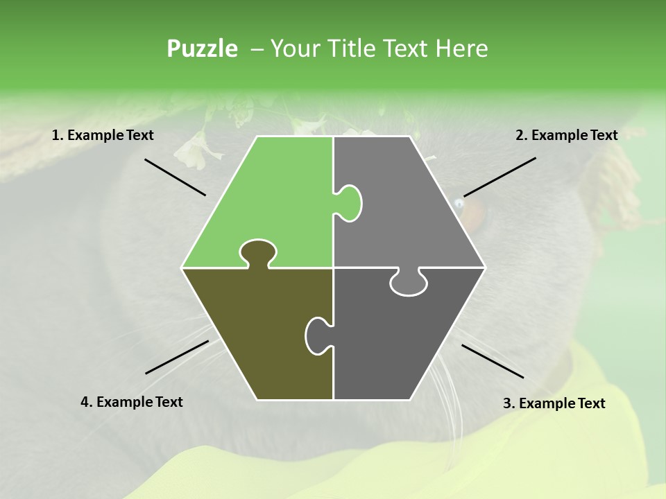 Domestic Short Hair British PowerPoint Template