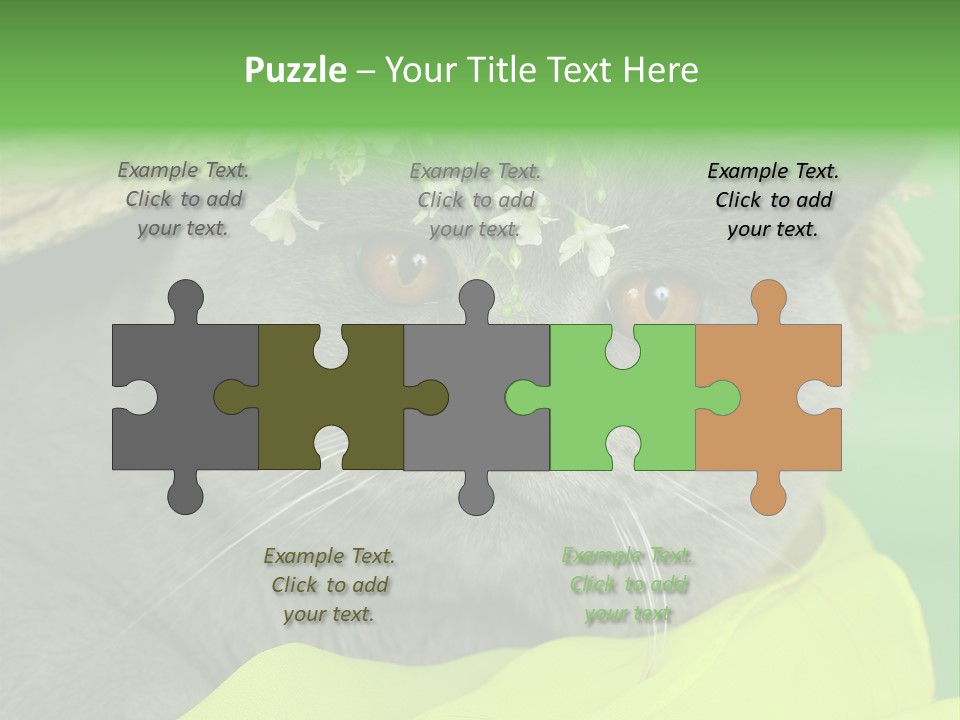 Domestic Short Hair British PowerPoint Template