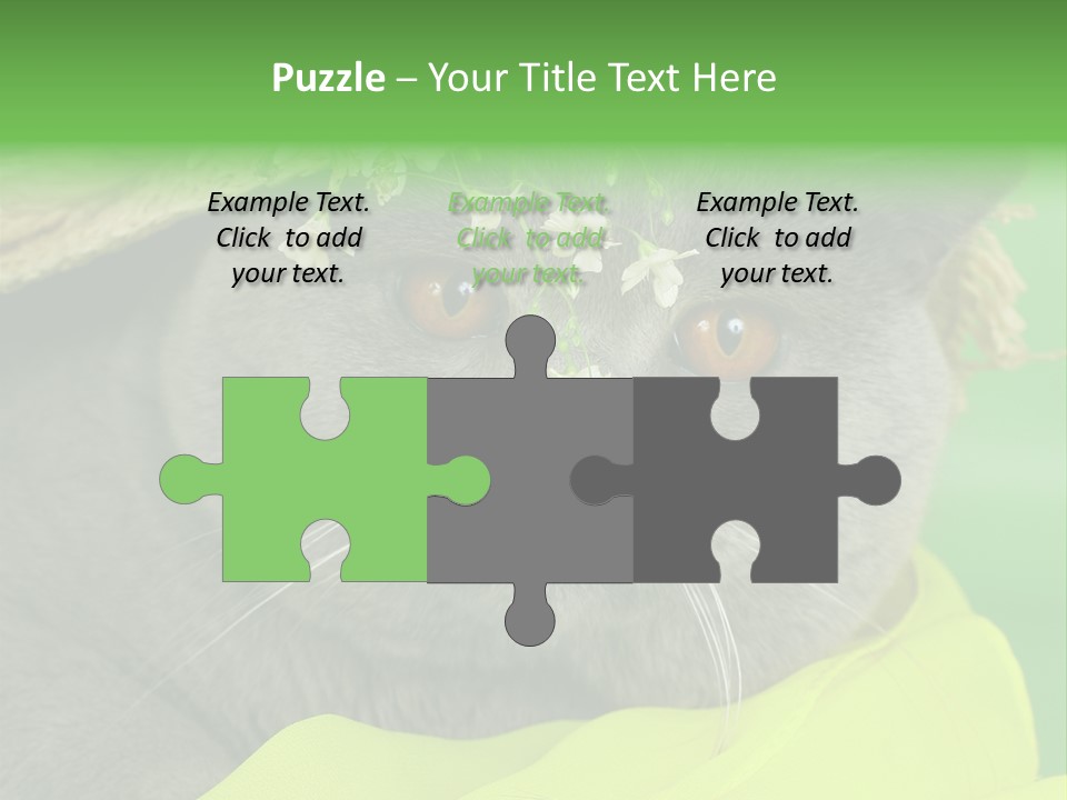 Domestic Short Hair British PowerPoint Template