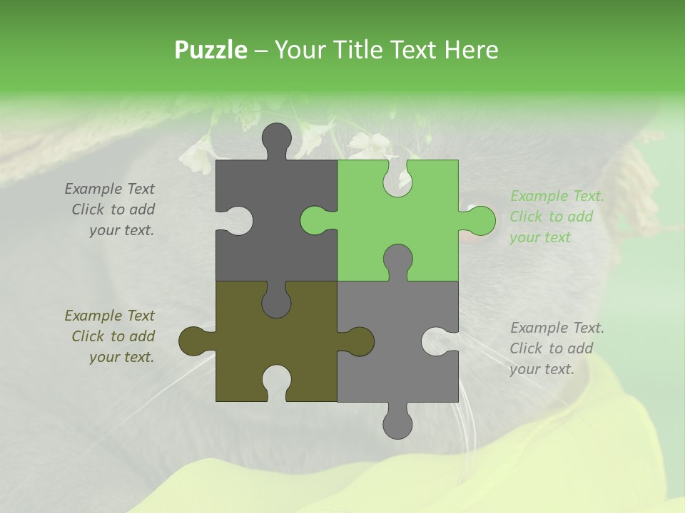 Domestic Short Hair British PowerPoint Template