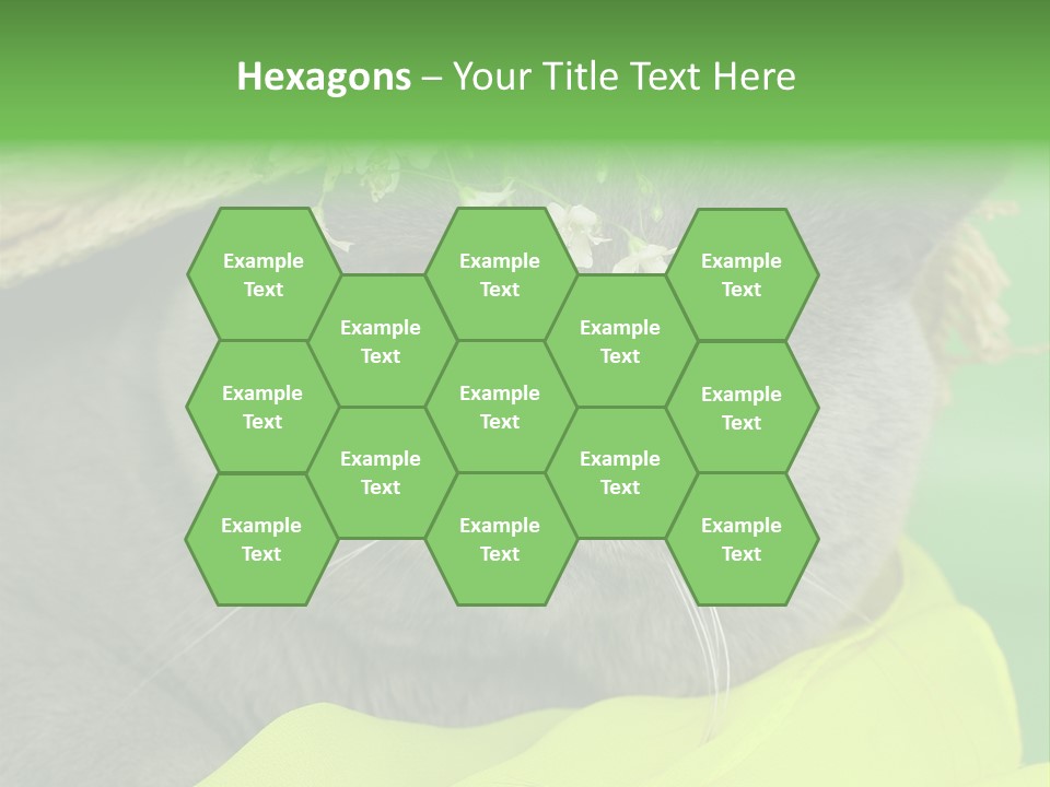 Domestic Short Hair British PowerPoint Template