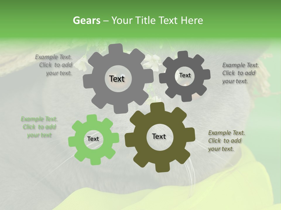 Domestic Short Hair British PowerPoint Template