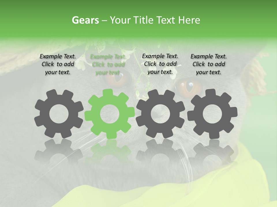 Domestic Short Hair British PowerPoint Template