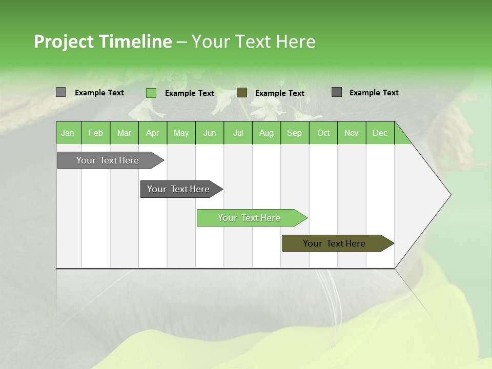 Domestic Short Hair British PowerPoint Template