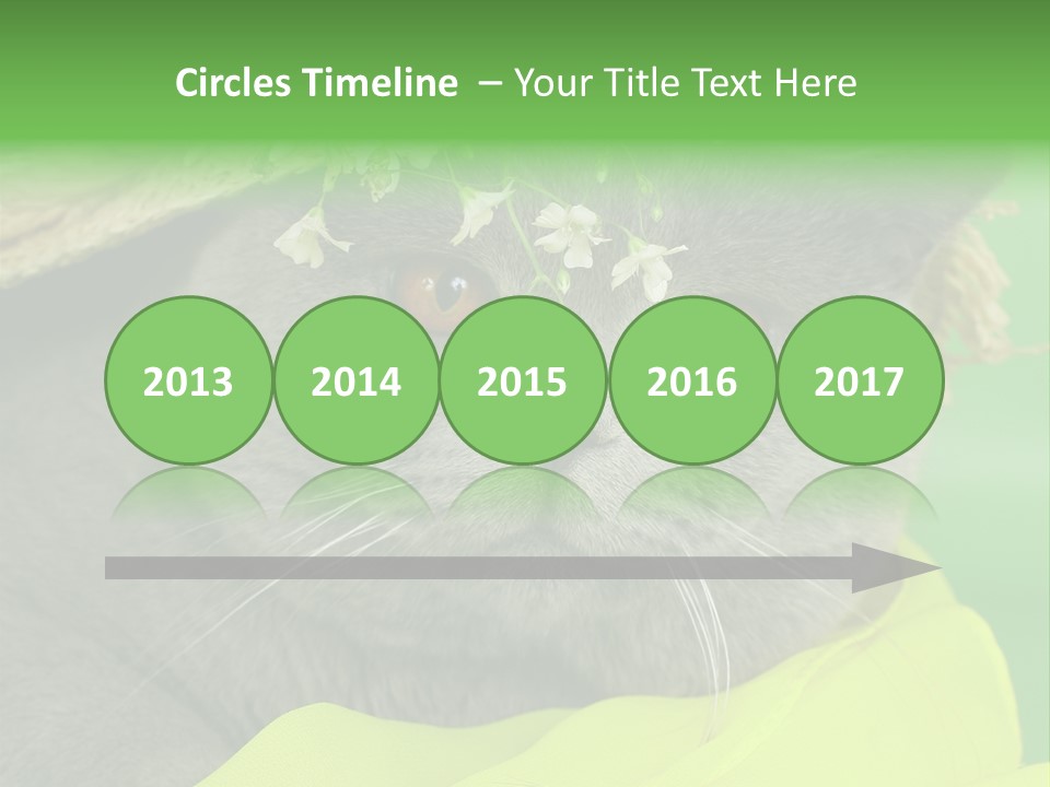 Domestic Short Hair British PowerPoint Template