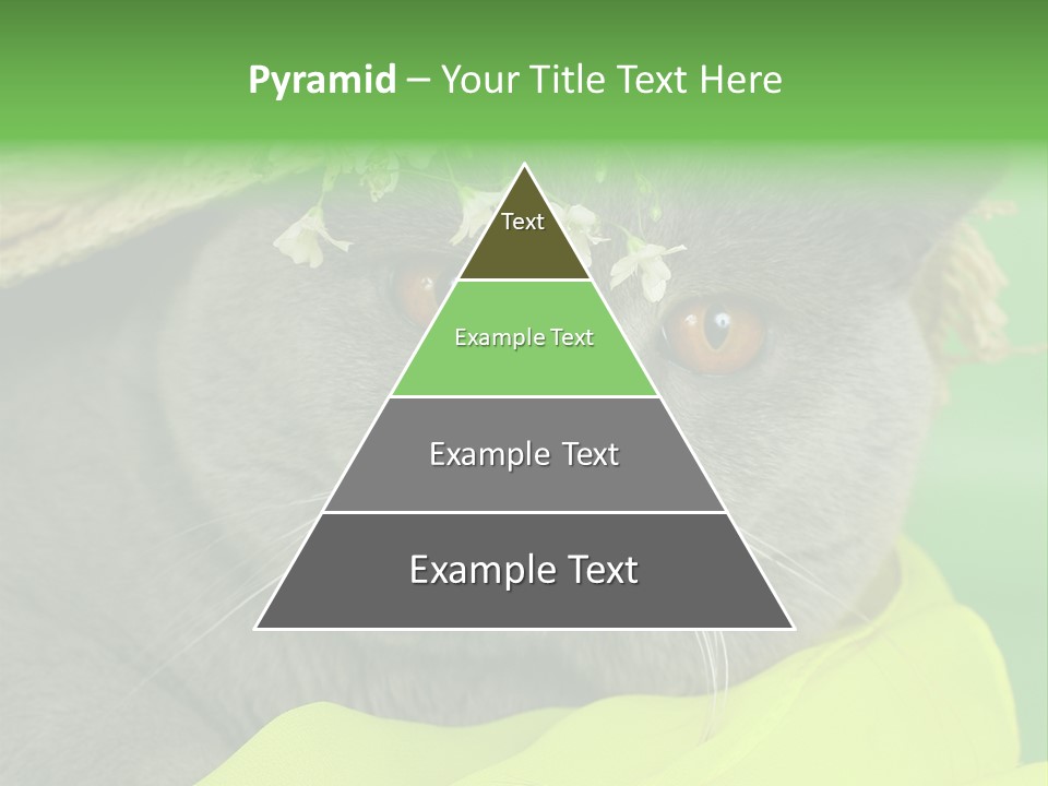 Domestic Short Hair British PowerPoint Template