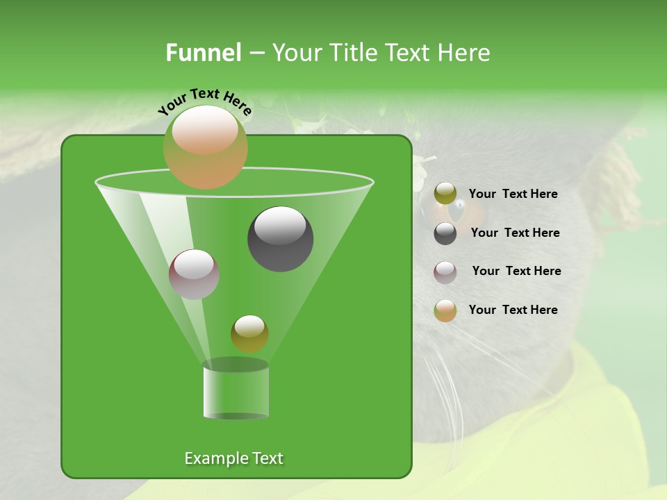 Domestic Short Hair British PowerPoint Template