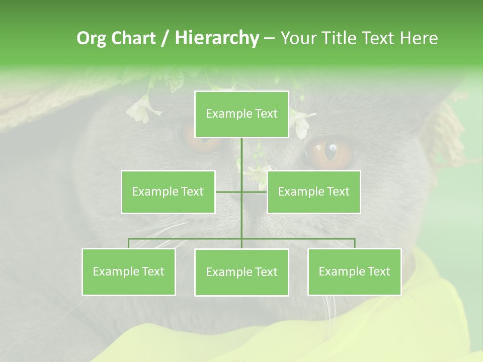 Domestic Short Hair British PowerPoint Template
