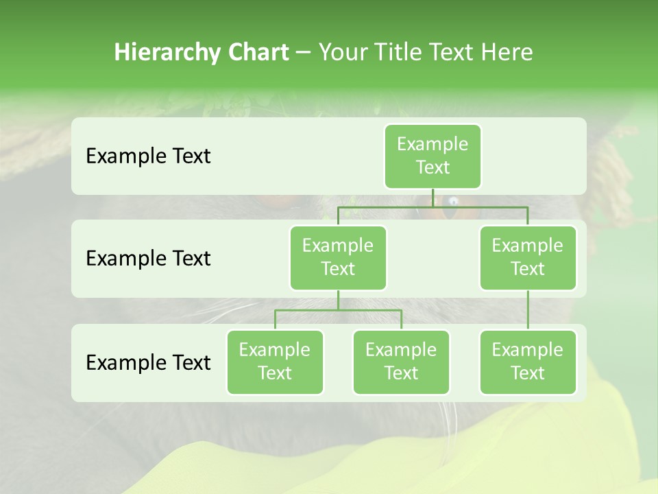 Domestic Short Hair British PowerPoint Template