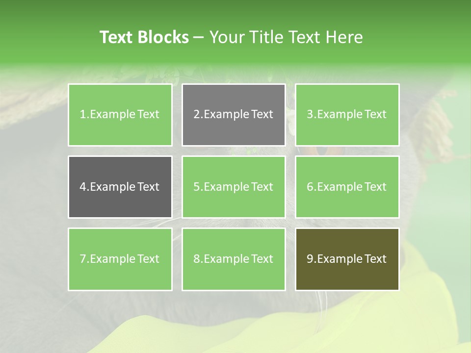 Domestic Short Hair British PowerPoint Template