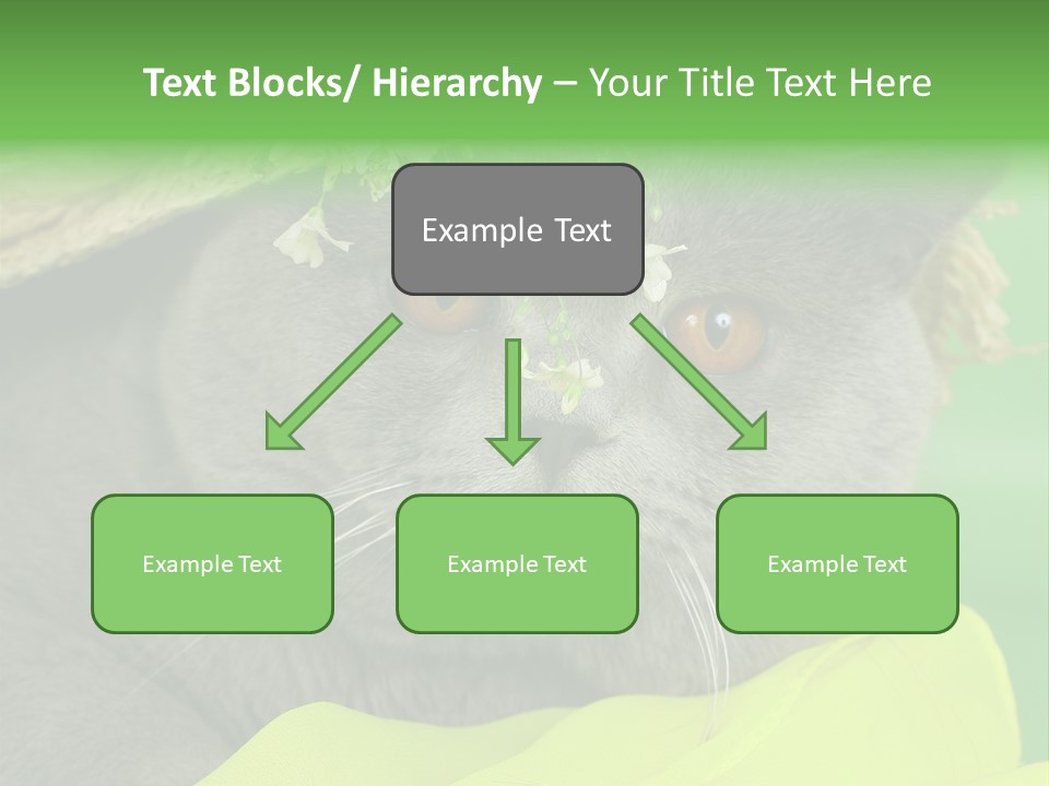 Domestic Short Hair British PowerPoint Template