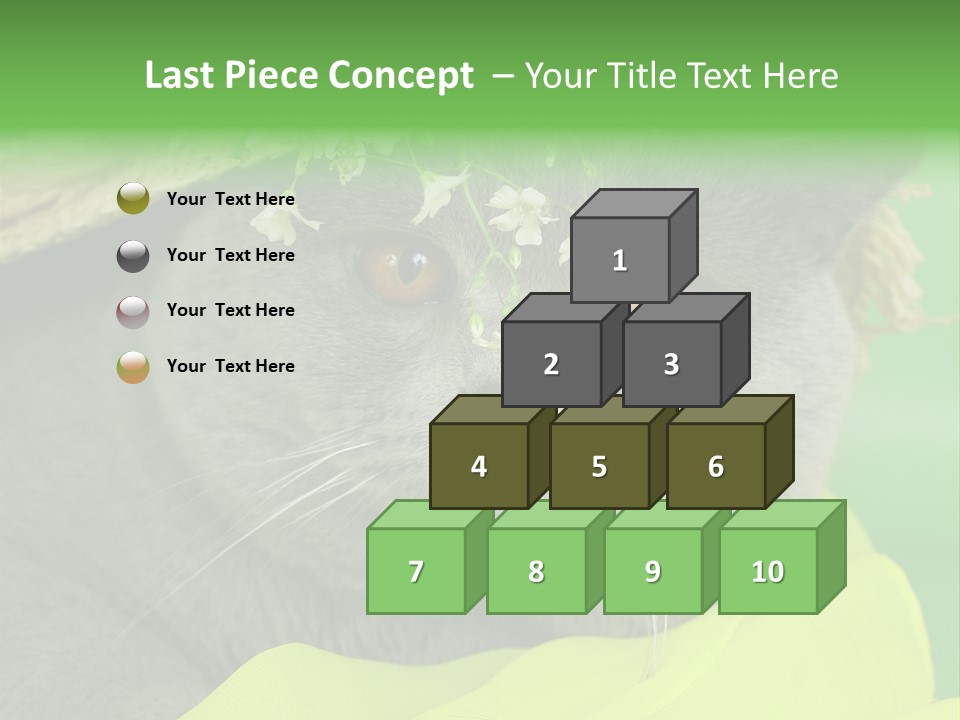 Domestic Short Hair British PowerPoint Template