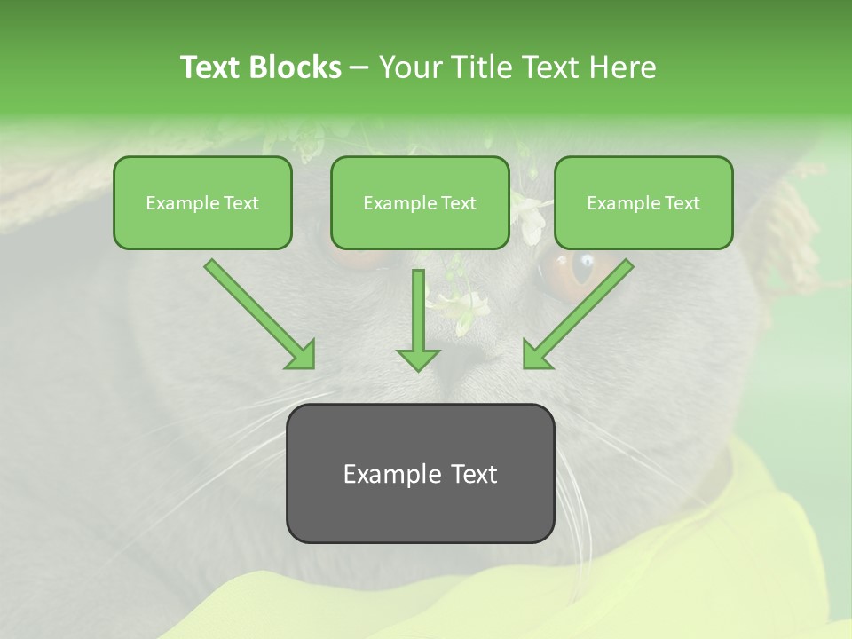 Domestic Short Hair British PowerPoint Template