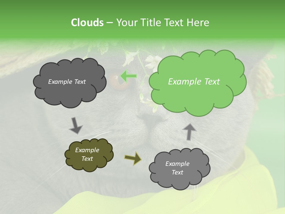 Domestic Short Hair British PowerPoint Template
