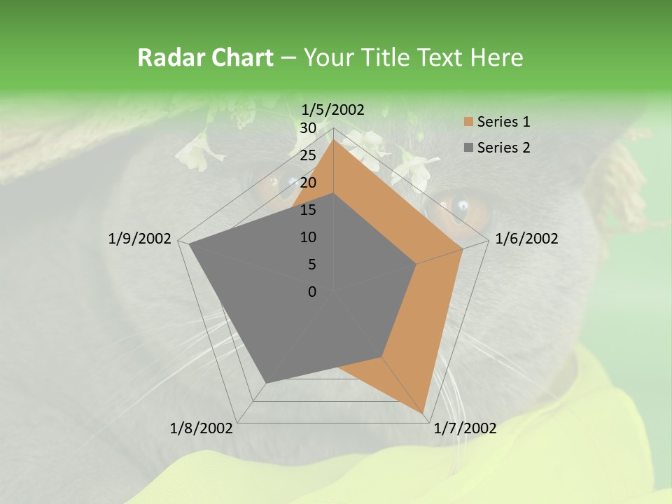 Domestic Short Hair British PowerPoint Template