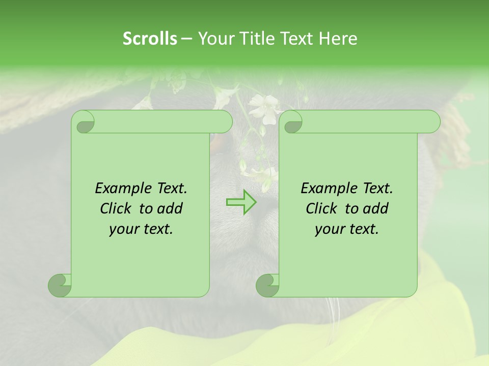 Domestic Short Hair British PowerPoint Template