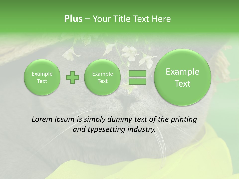 Domestic Short Hair British PowerPoint Template