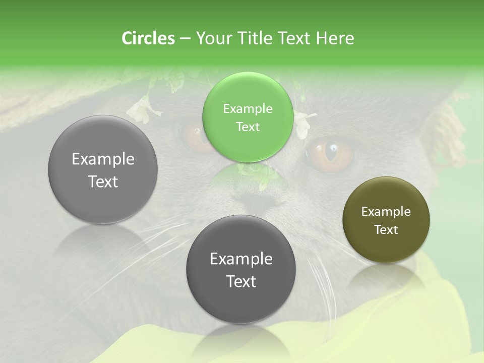 Domestic Short Hair British PowerPoint Template