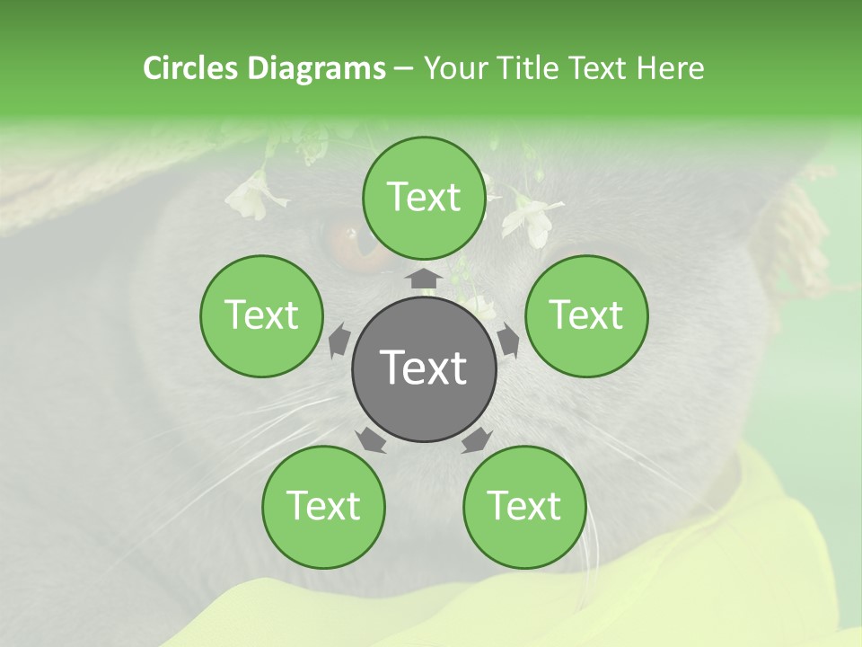 Domestic Short Hair British PowerPoint Template