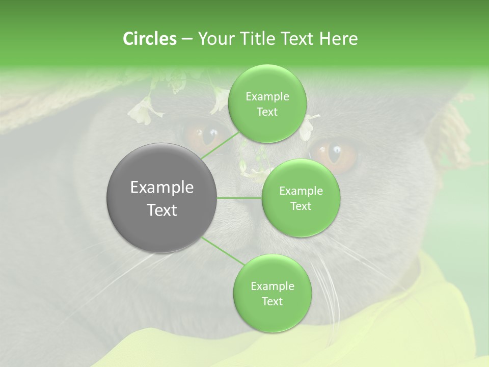 Domestic Short Hair British PowerPoint Template