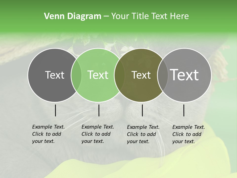 Domestic Short Hair British PowerPoint Template