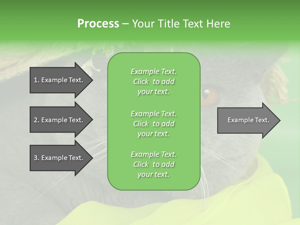 Domestic Short Hair British PowerPoint Template