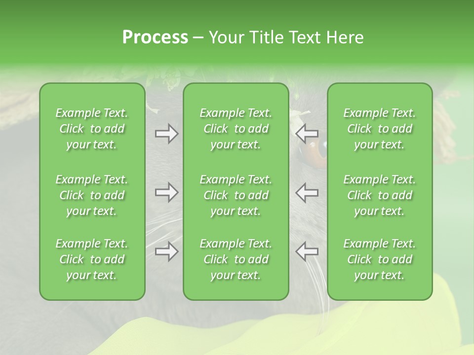 Domestic Short Hair British PowerPoint Template