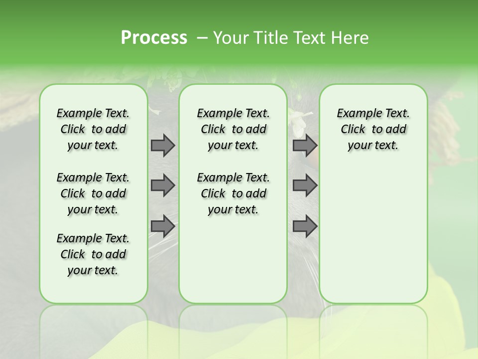 Domestic Short Hair British PowerPoint Template