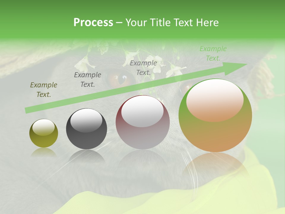 Domestic Short Hair British PowerPoint Template