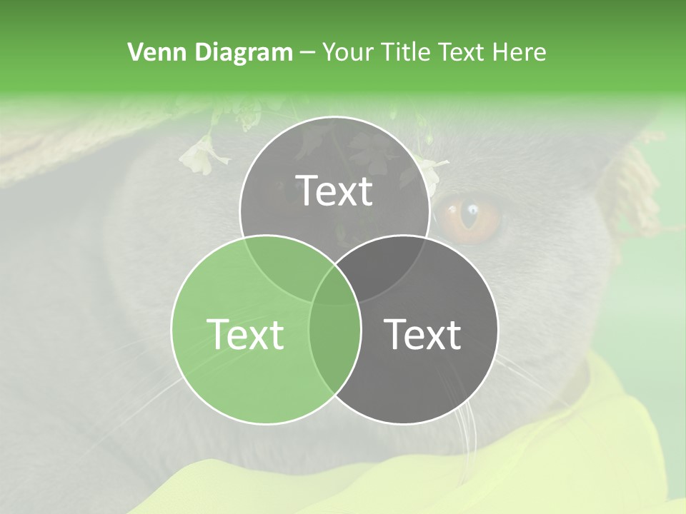 Domestic Short Hair British PowerPoint Template