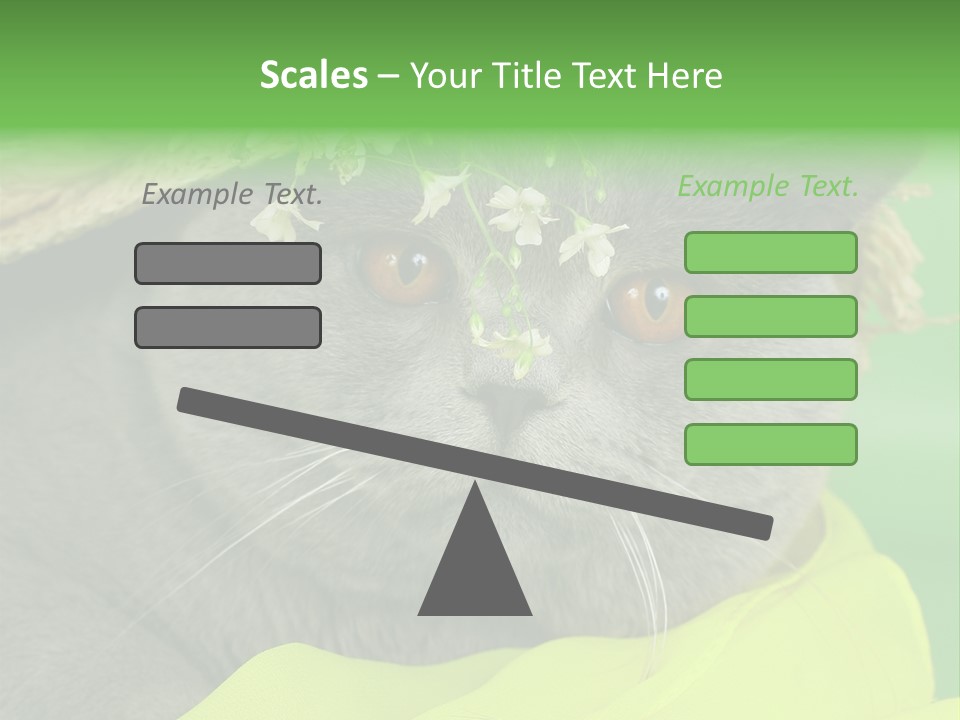 Domestic Short Hair British PowerPoint Template