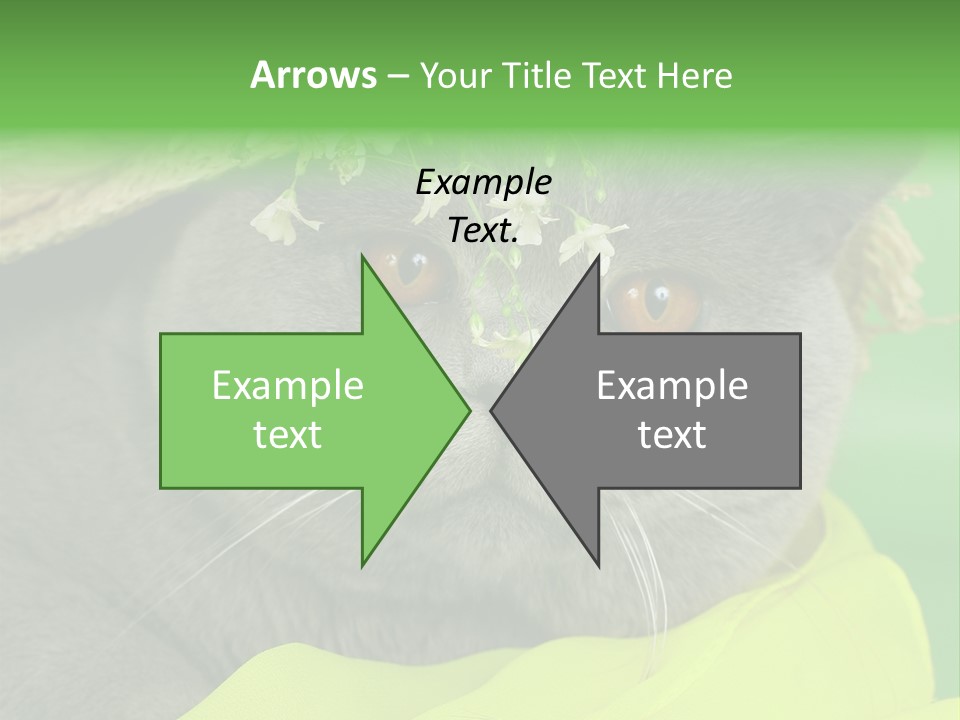 Domestic Short Hair British PowerPoint Template