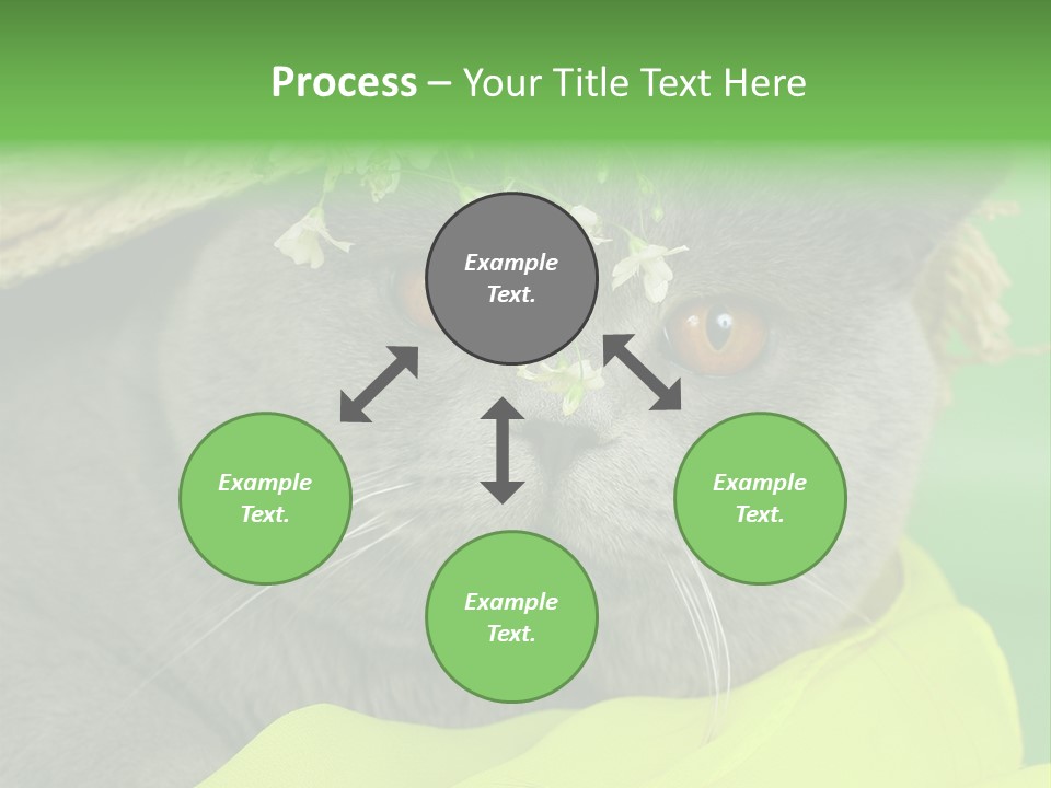 Domestic Short Hair British PowerPoint Template